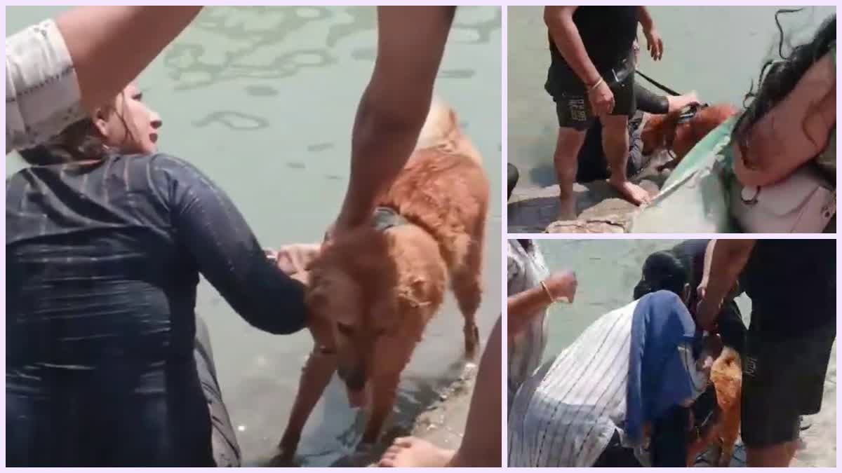 गंगा में कुत्ता नहलाने पर हंगामा ! विरोध के बाद महिला से बहस, तीर्थ पुरोहितों ने जताई नाराजगी